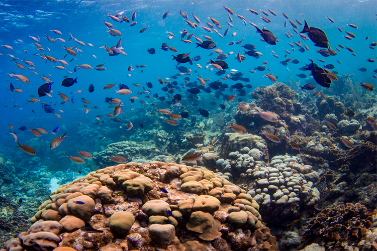 Coral store reef supply